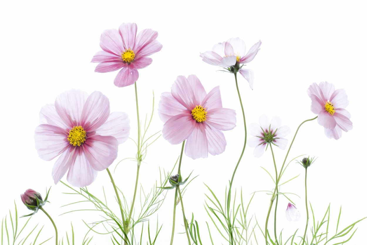 Полевые цветы на прозрачном фоне