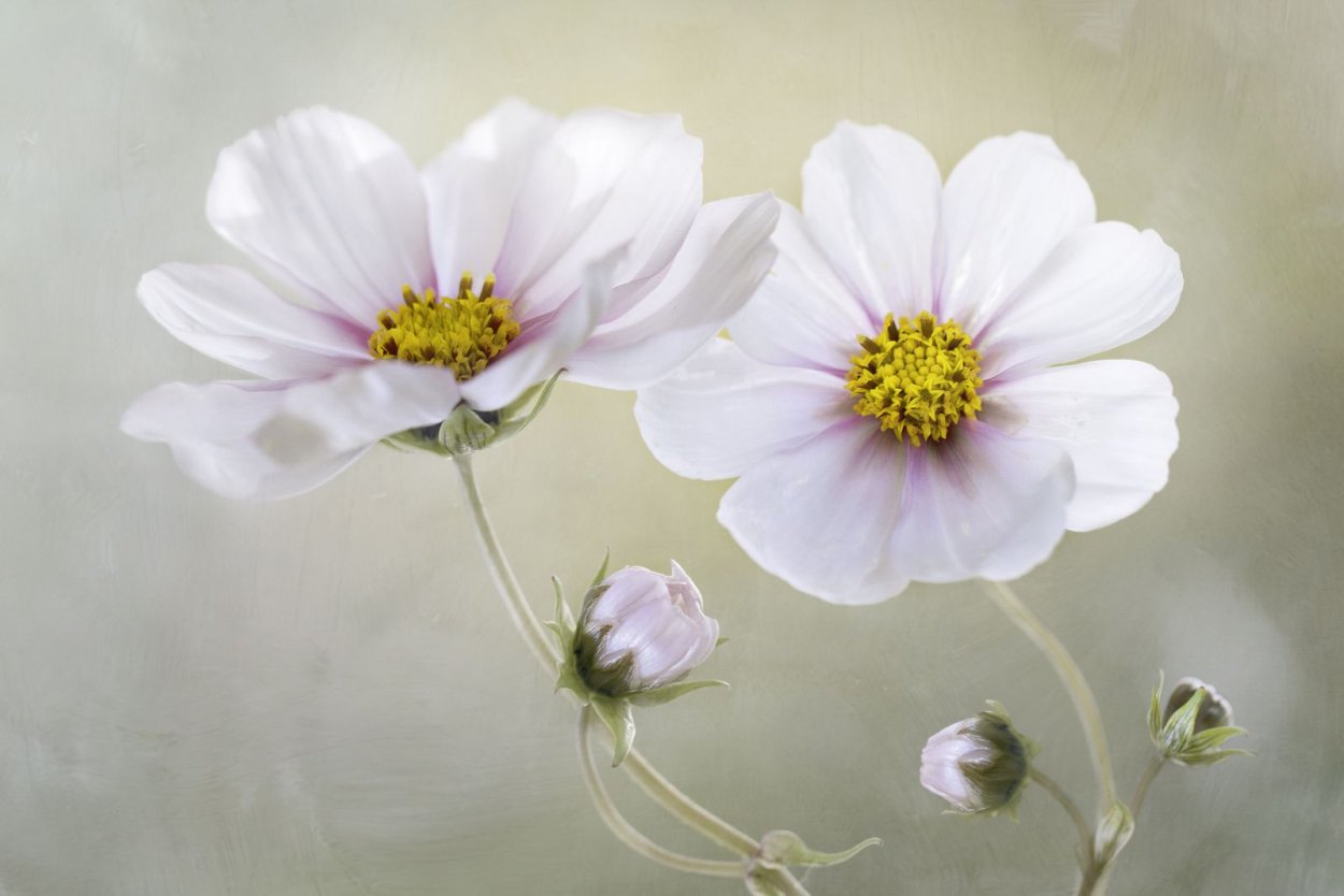 Космея Элегант белая ветвь