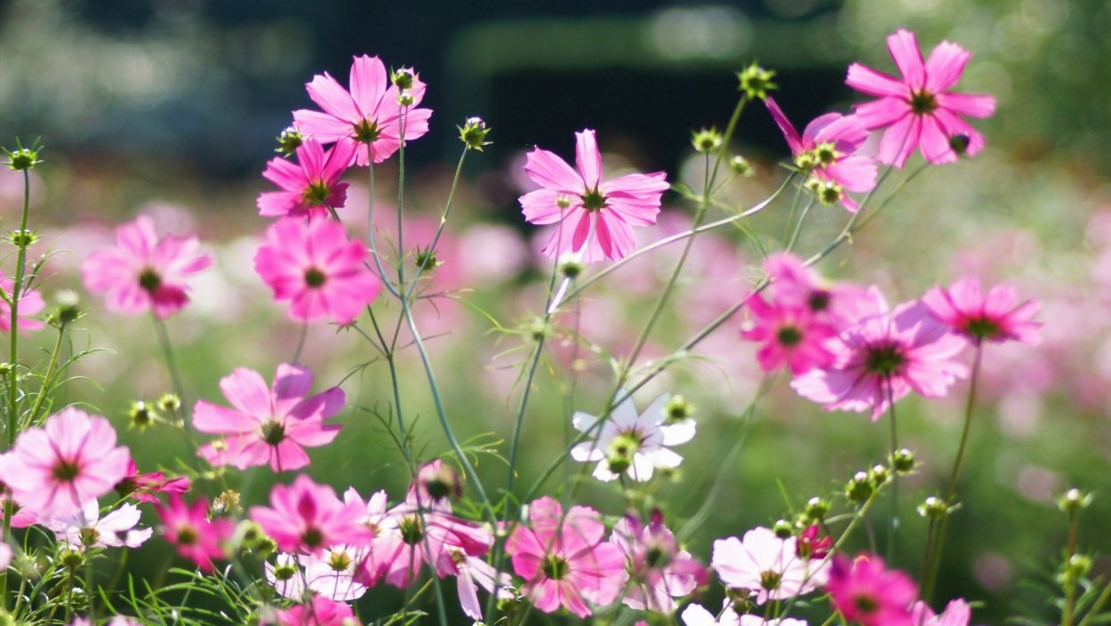 Ромашка космея махровая