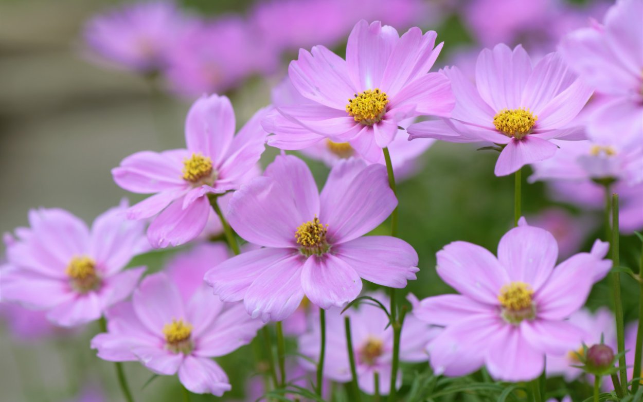 Космея лиловая