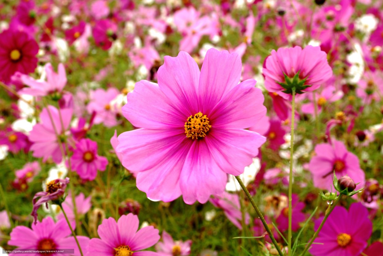 Космея Парадиз цветок