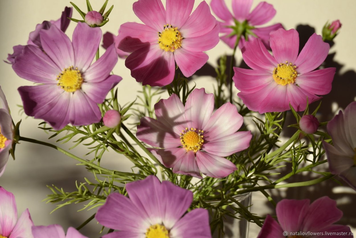 Чашелистики космеи