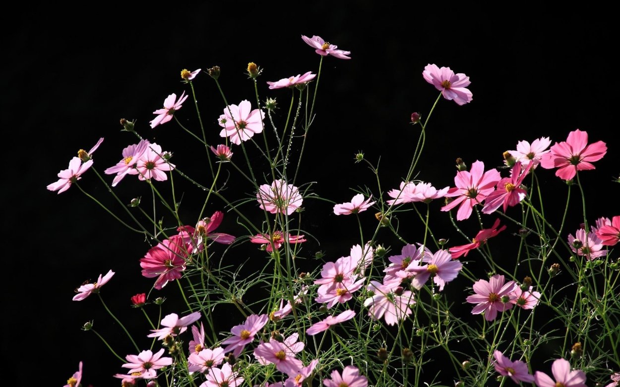 Цветы на черном фоне