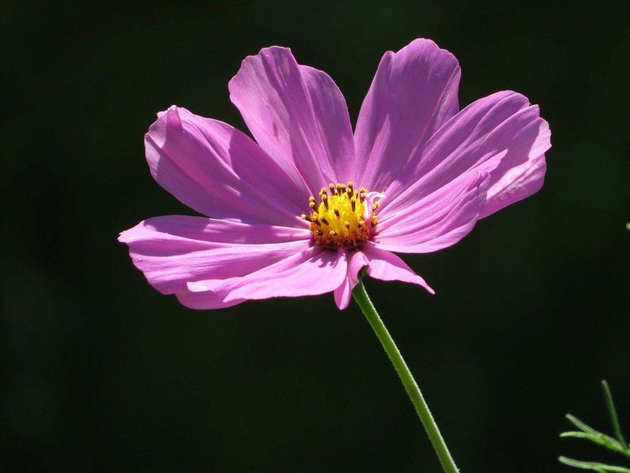 Космея Виола