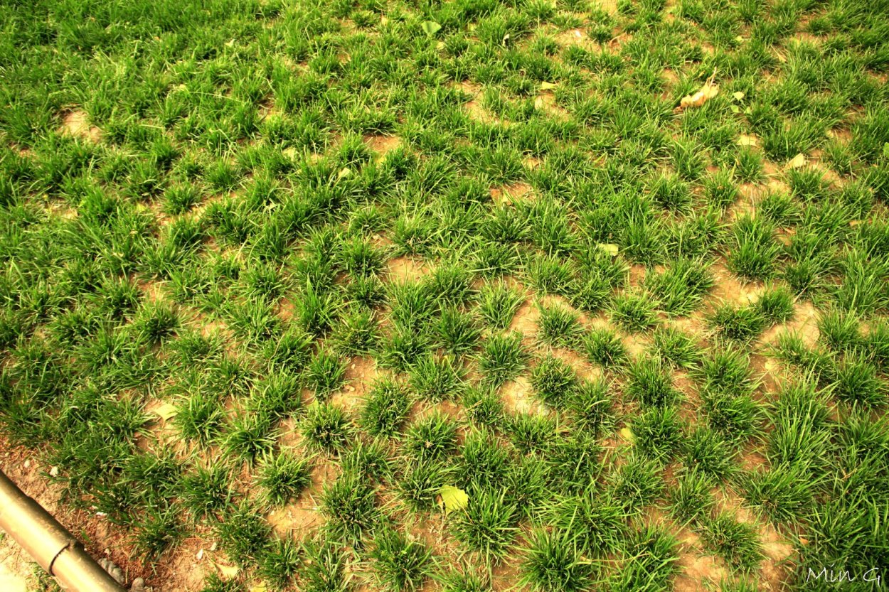 Газонная трава пучками