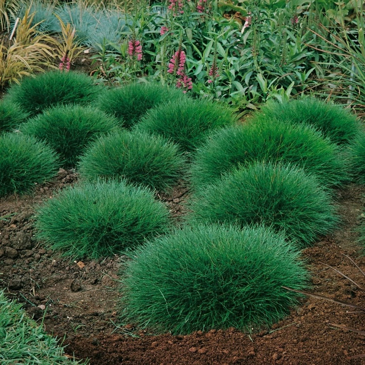 Овсяница фестука