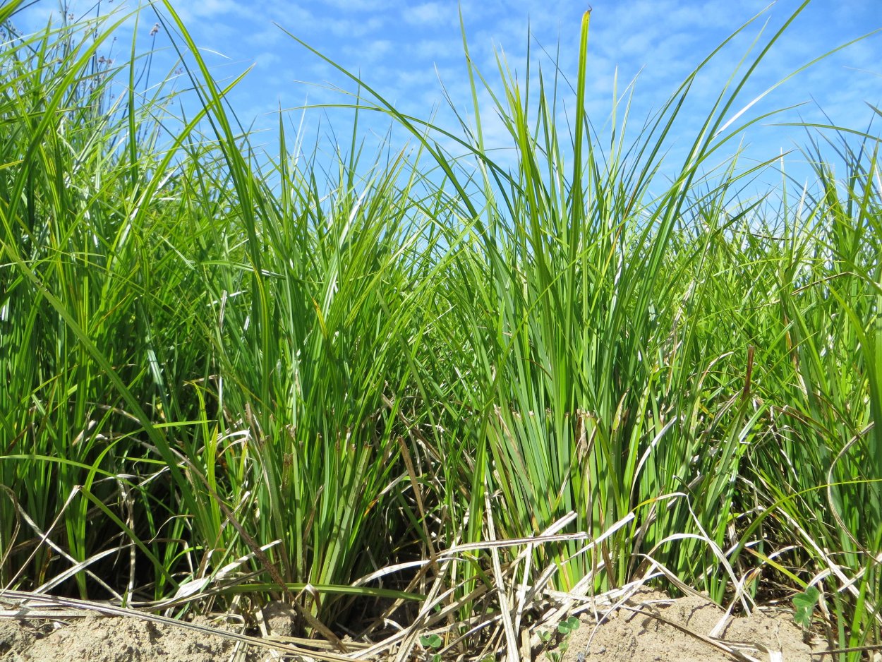 Стабилизированный Лесной мох