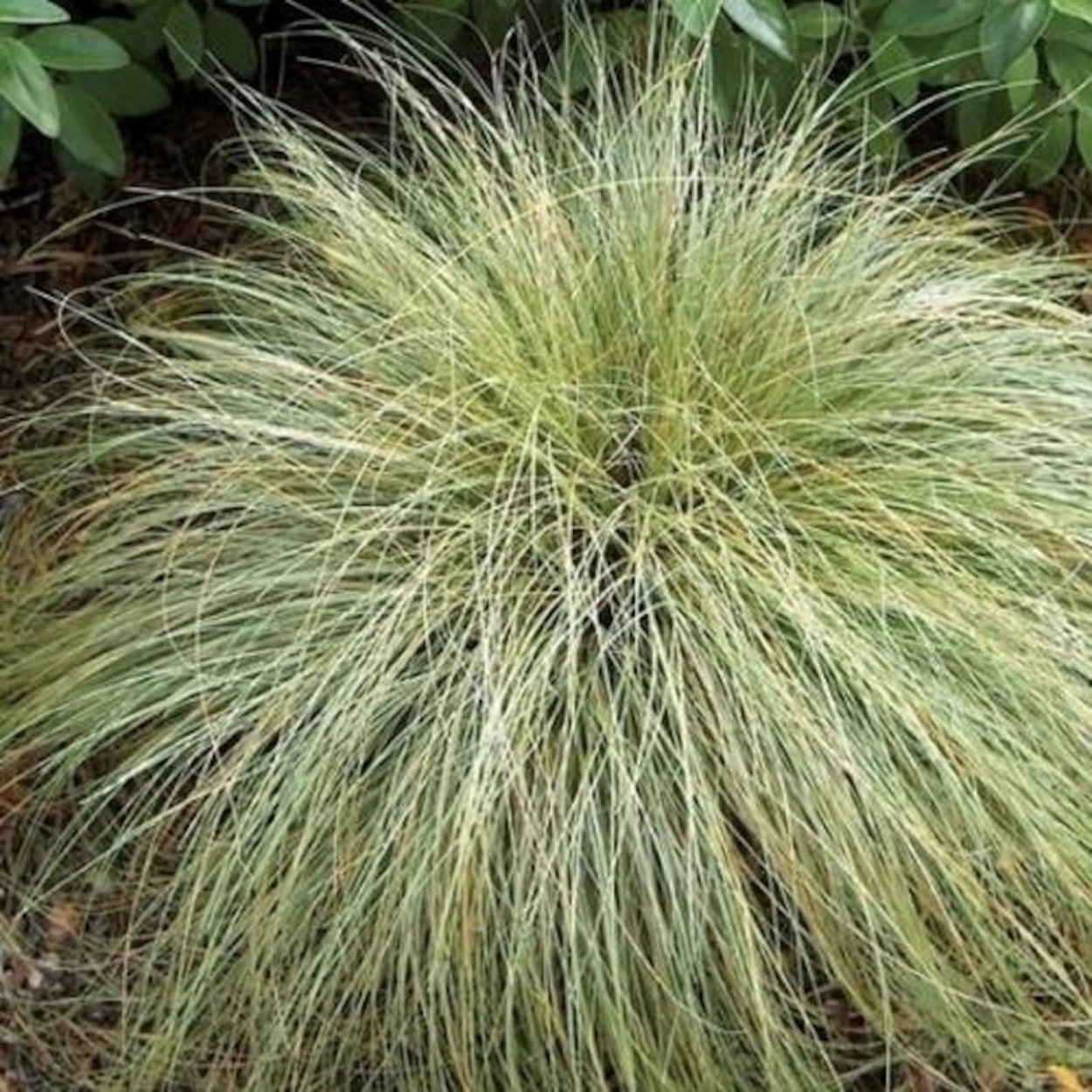 Осока власовидная 'Фростед кёлз'