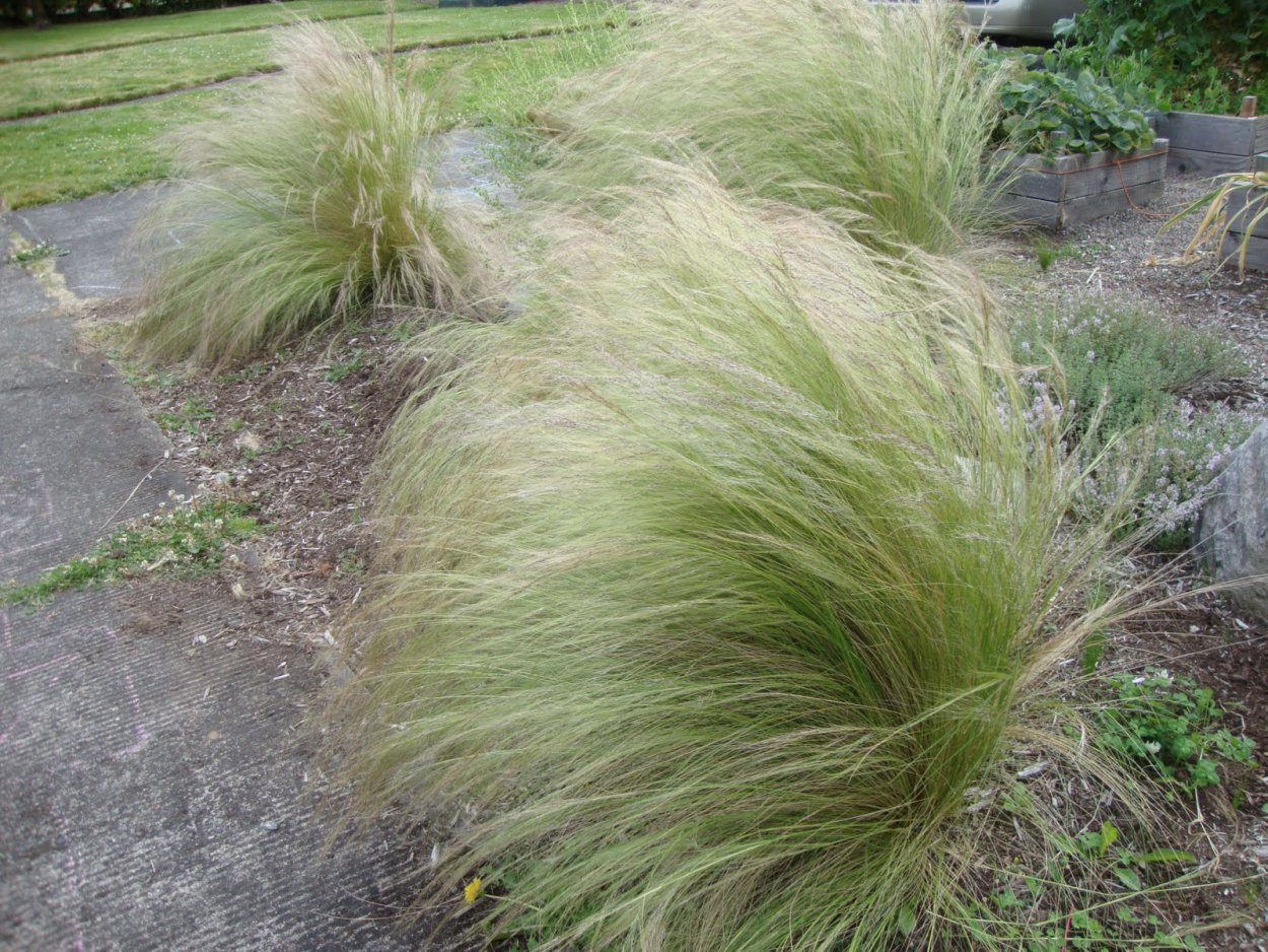 Carex morrowii Ice Dance