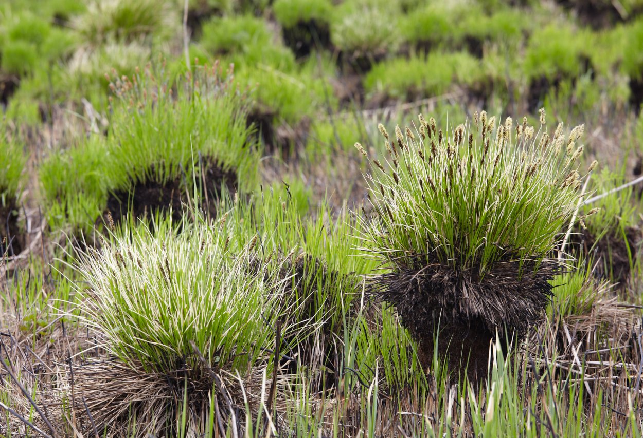 Овсяница сизая Варна