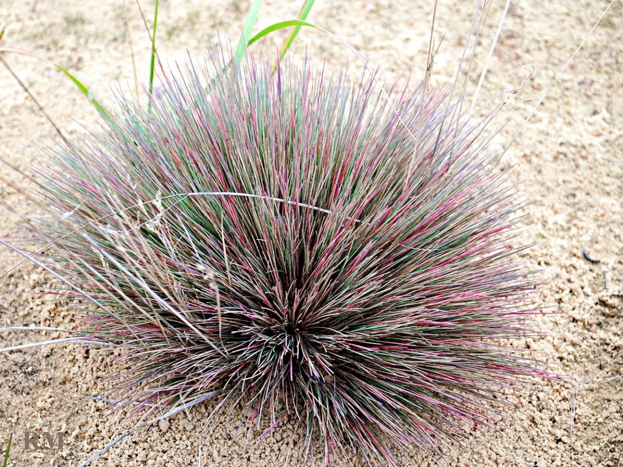 Канареечник тростниковидный