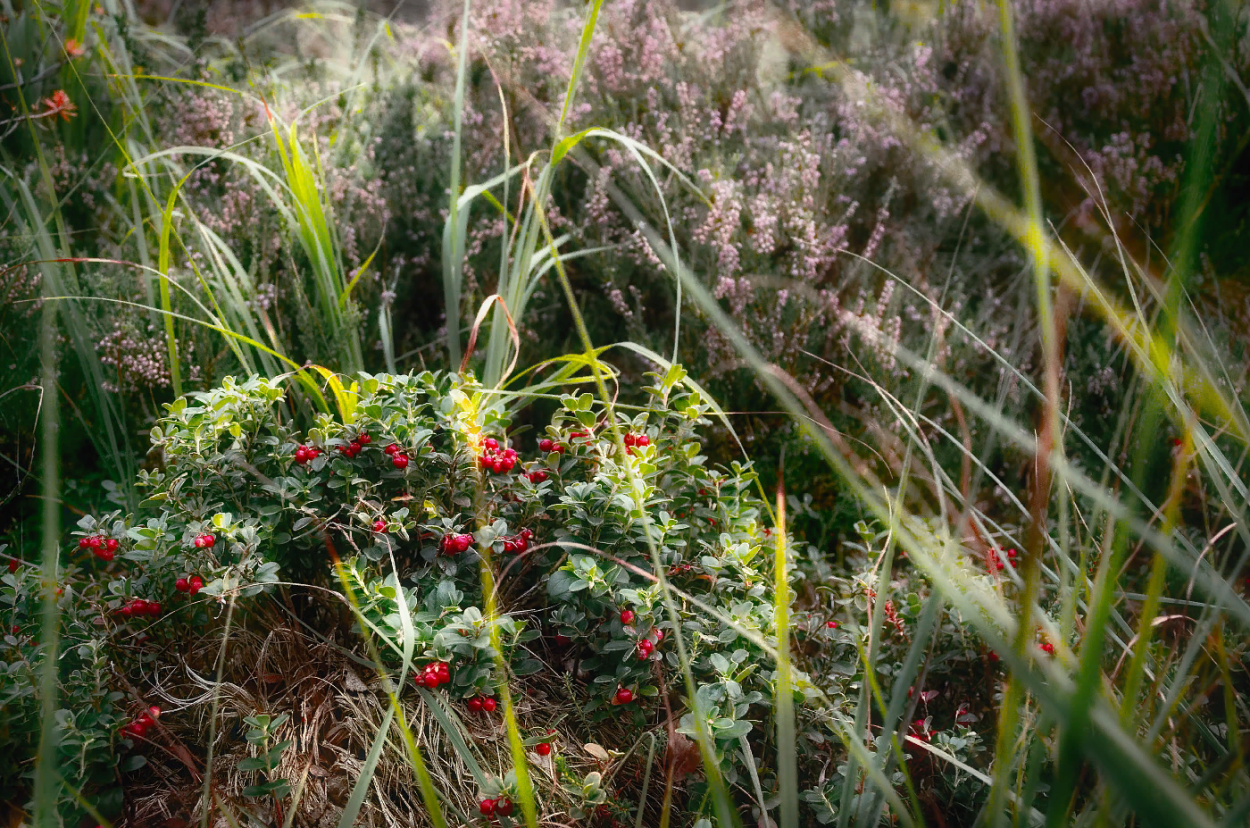 Камыш Лесной (Scirpus sylvaticus l.)