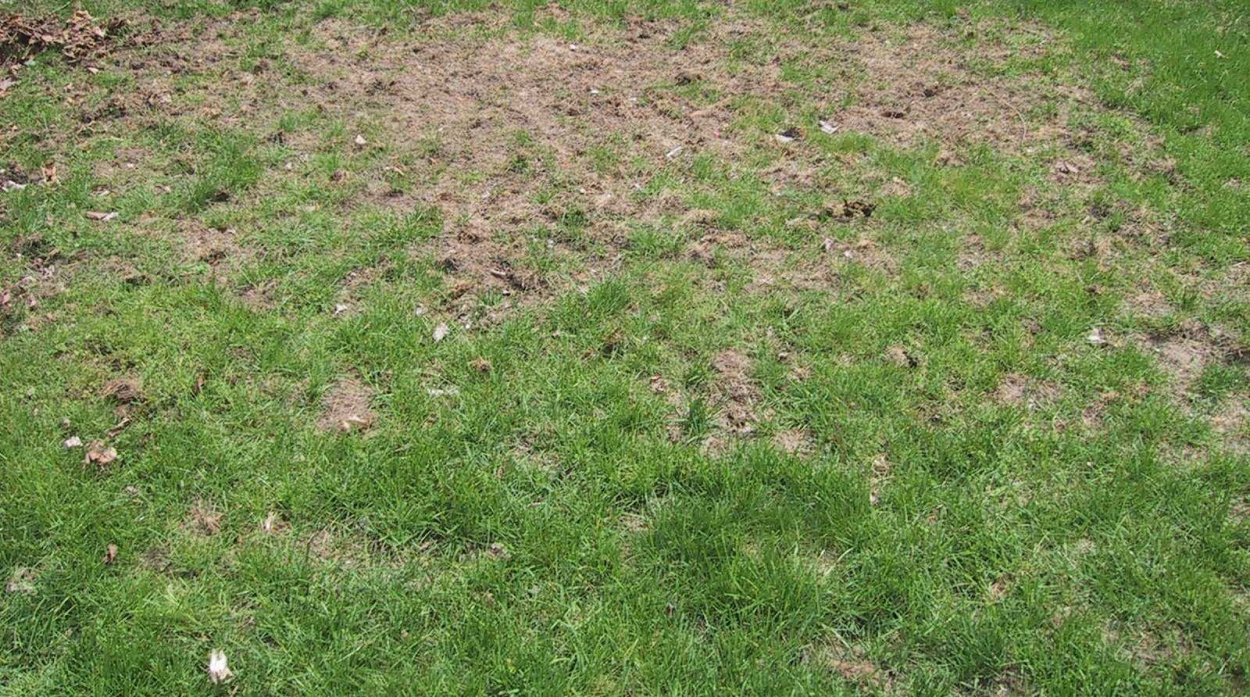 Травяные Кочки на участке