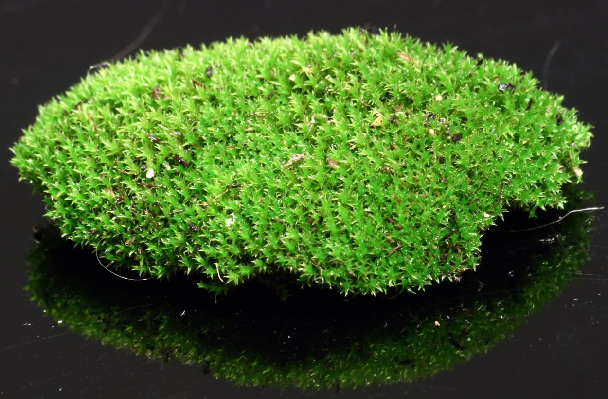 Овсяница Готье (Festuca Gautieri &#96;Hobbit&#96;)