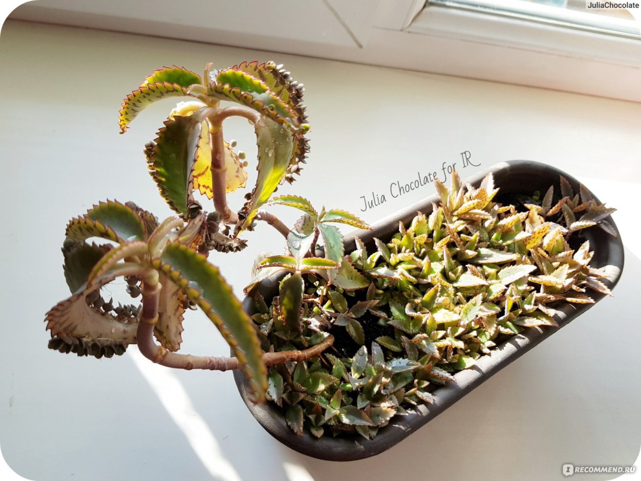 Каланхоэ Дегремона цветение