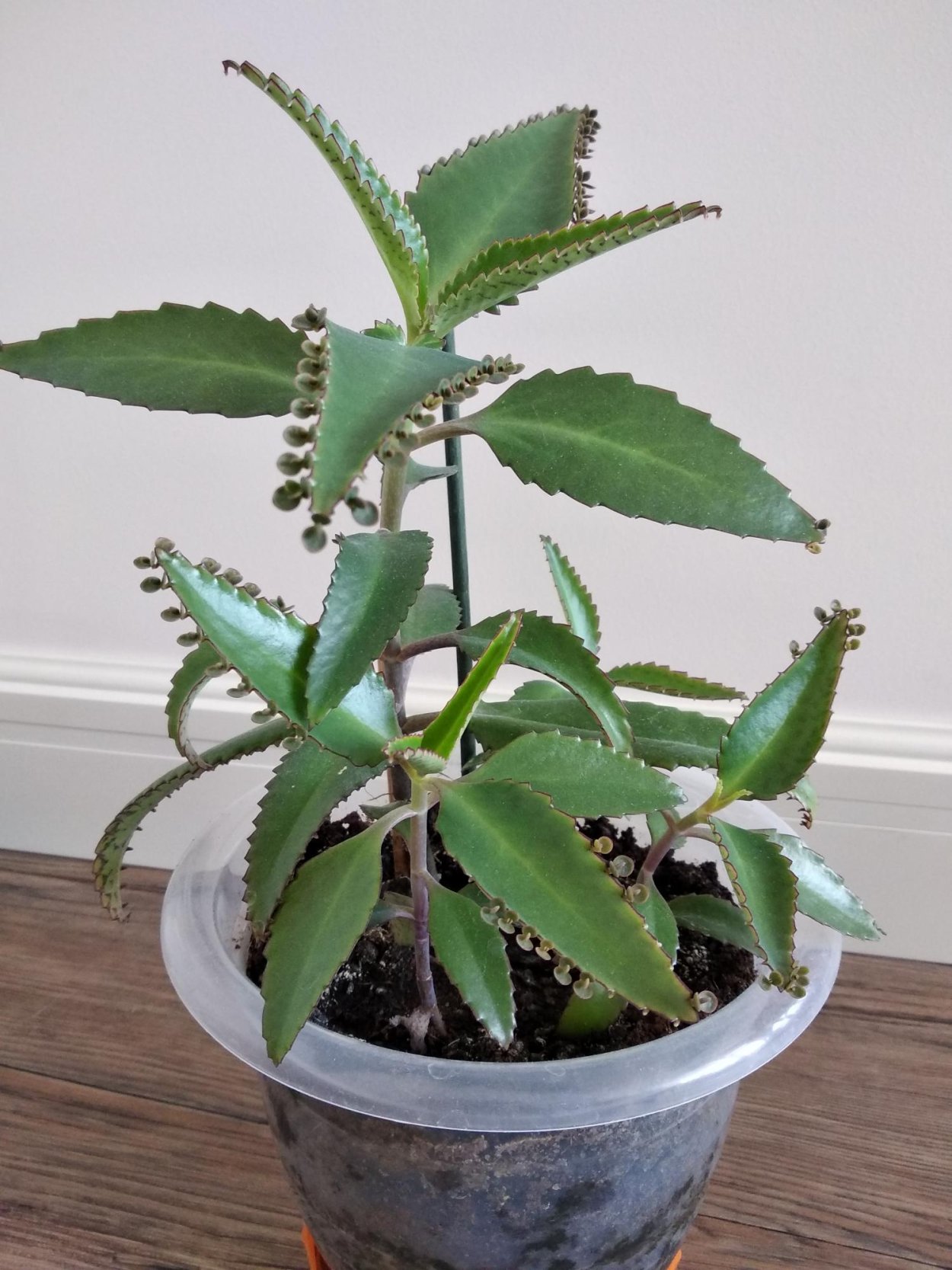 Цветы каланхоэ Дегремона