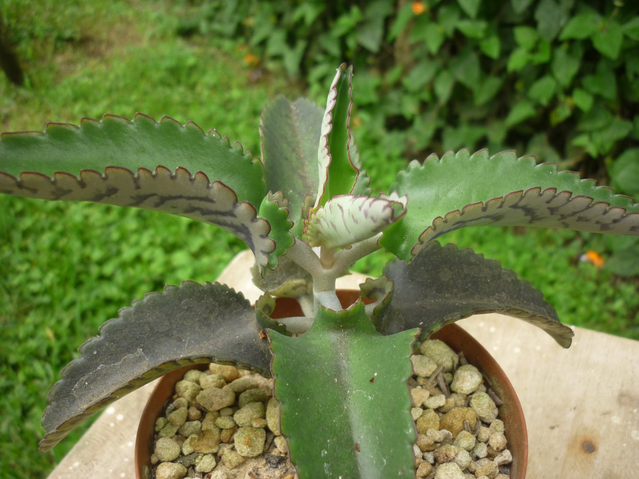 Бриофиллум Дегремона