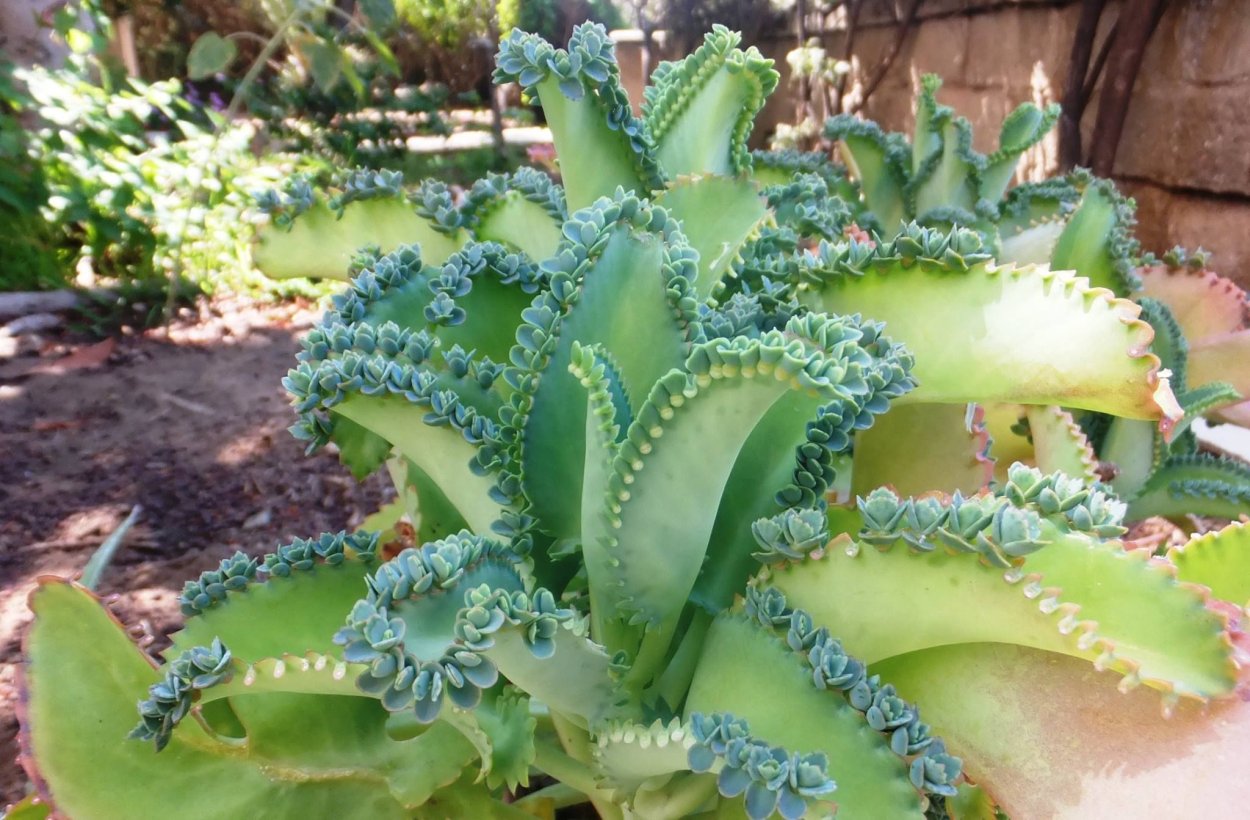 Каланхоэ Дегремона (Kalanchoe daigremontiana)