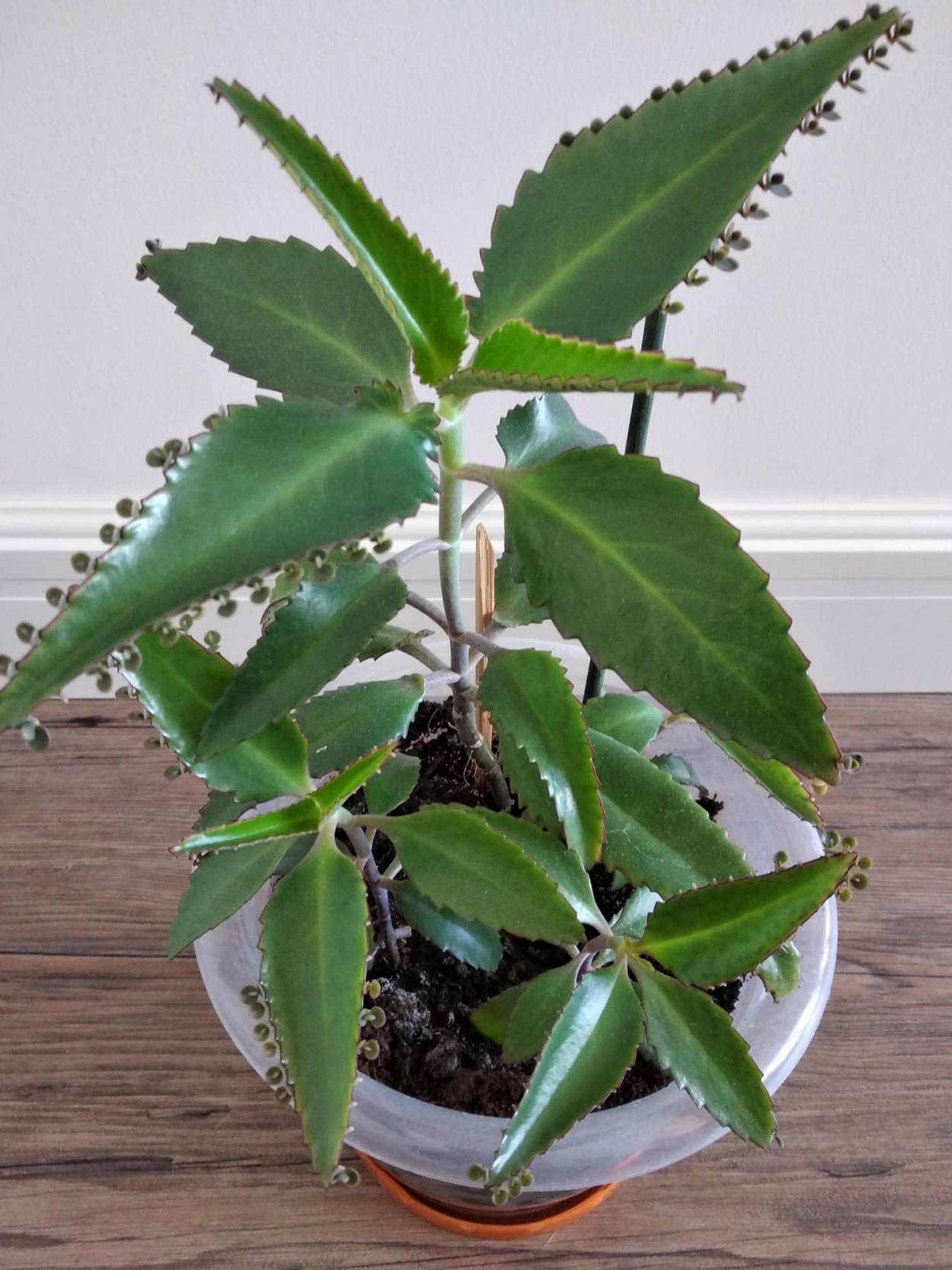 Цветы каланхоэ Дегремона