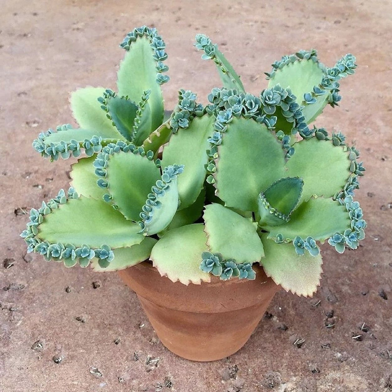 Каланхоэ пильчатолистное (Kalanchoe serratifolium)