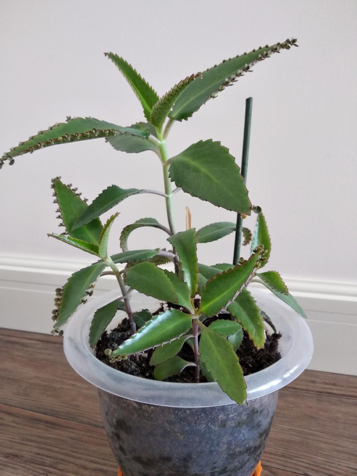 Суккуленты каланхоэ Дегремона