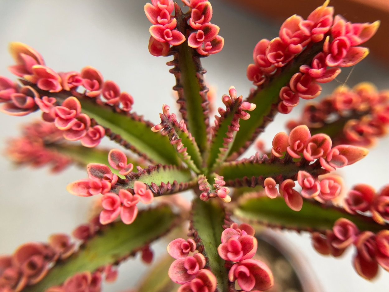 Kalanchoe pinnáta каланхоэ перистое