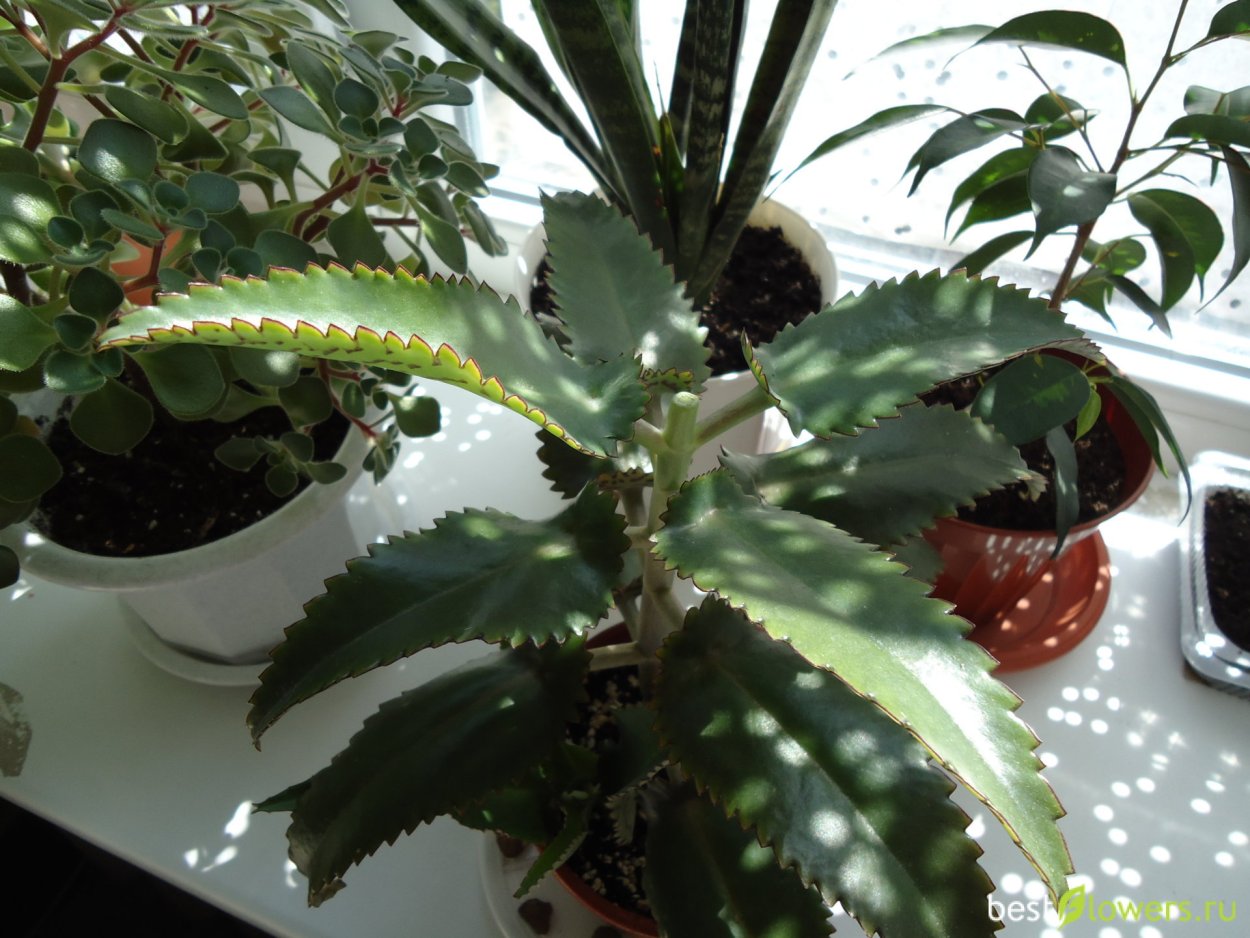 Бриофиллум Дегремона цветение