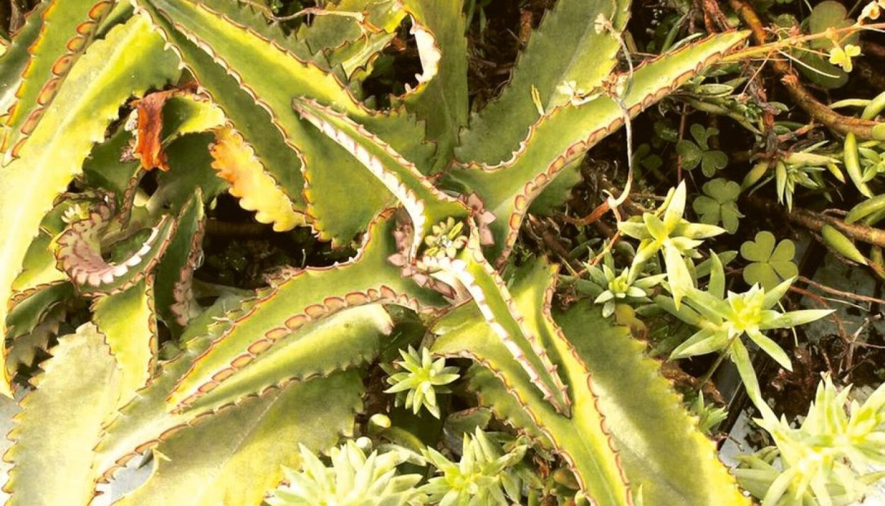 Каланхоэ пильчатолистное (Kalanchoe serratifolium)