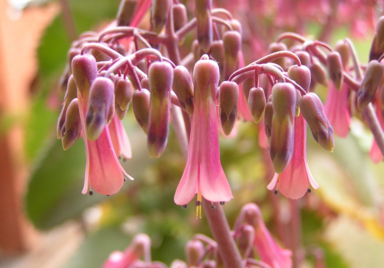 Бриофиллум Дегремона