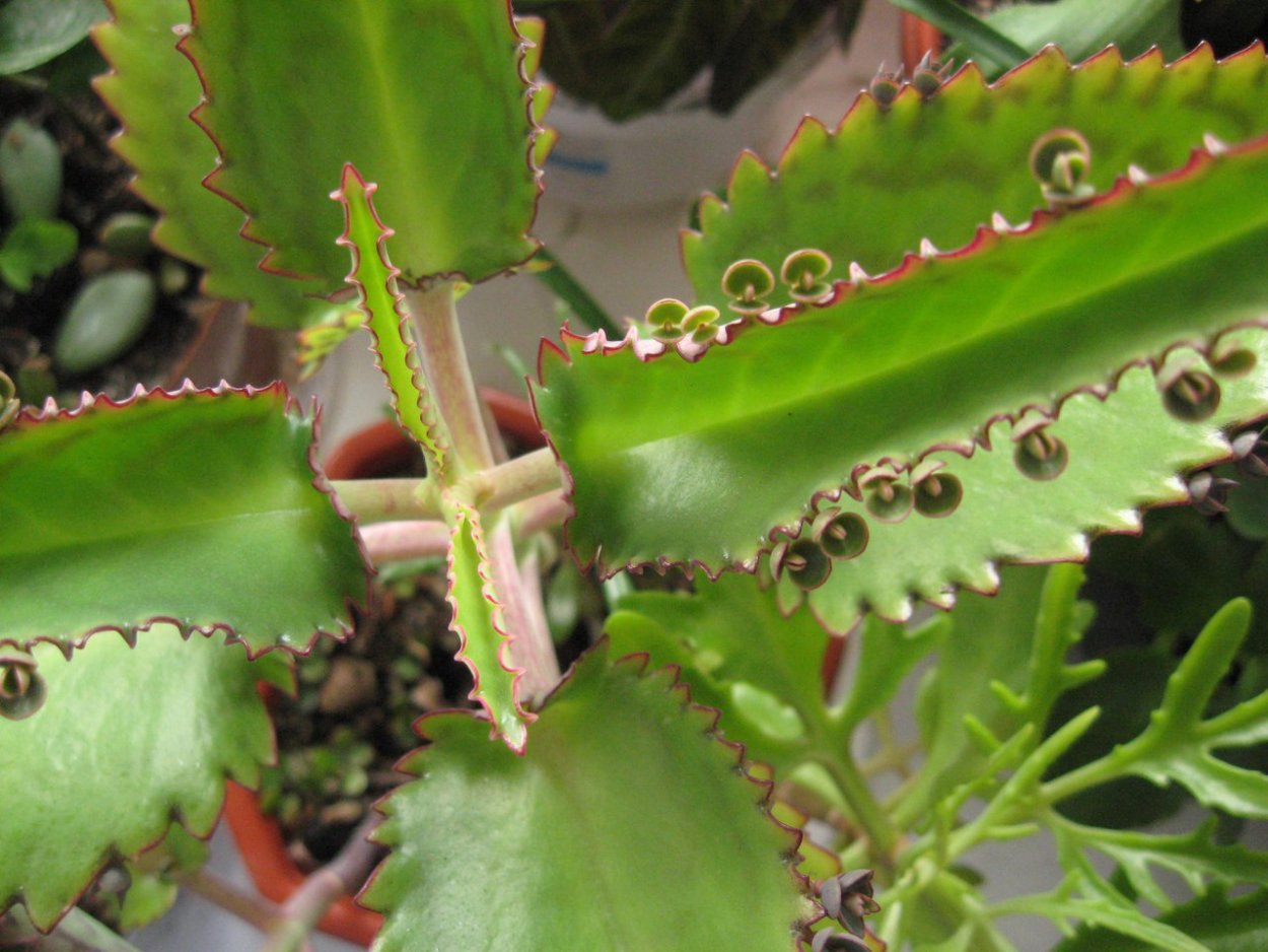 Каланхоэ Дегремона (Kalanchoe daigremontiana)