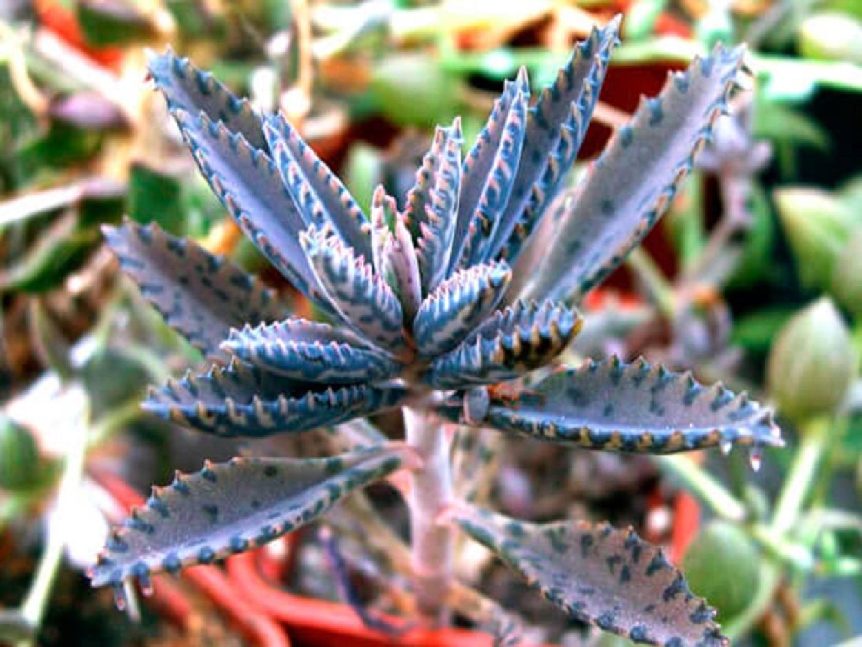 Каланхоэ бриофиллум