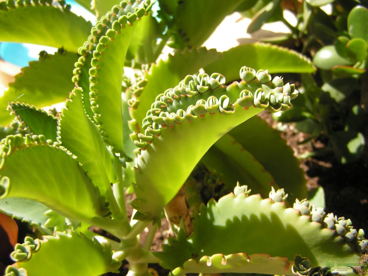 Каланхоэ пильчатолистное (Kalanchoe serratifolium)
