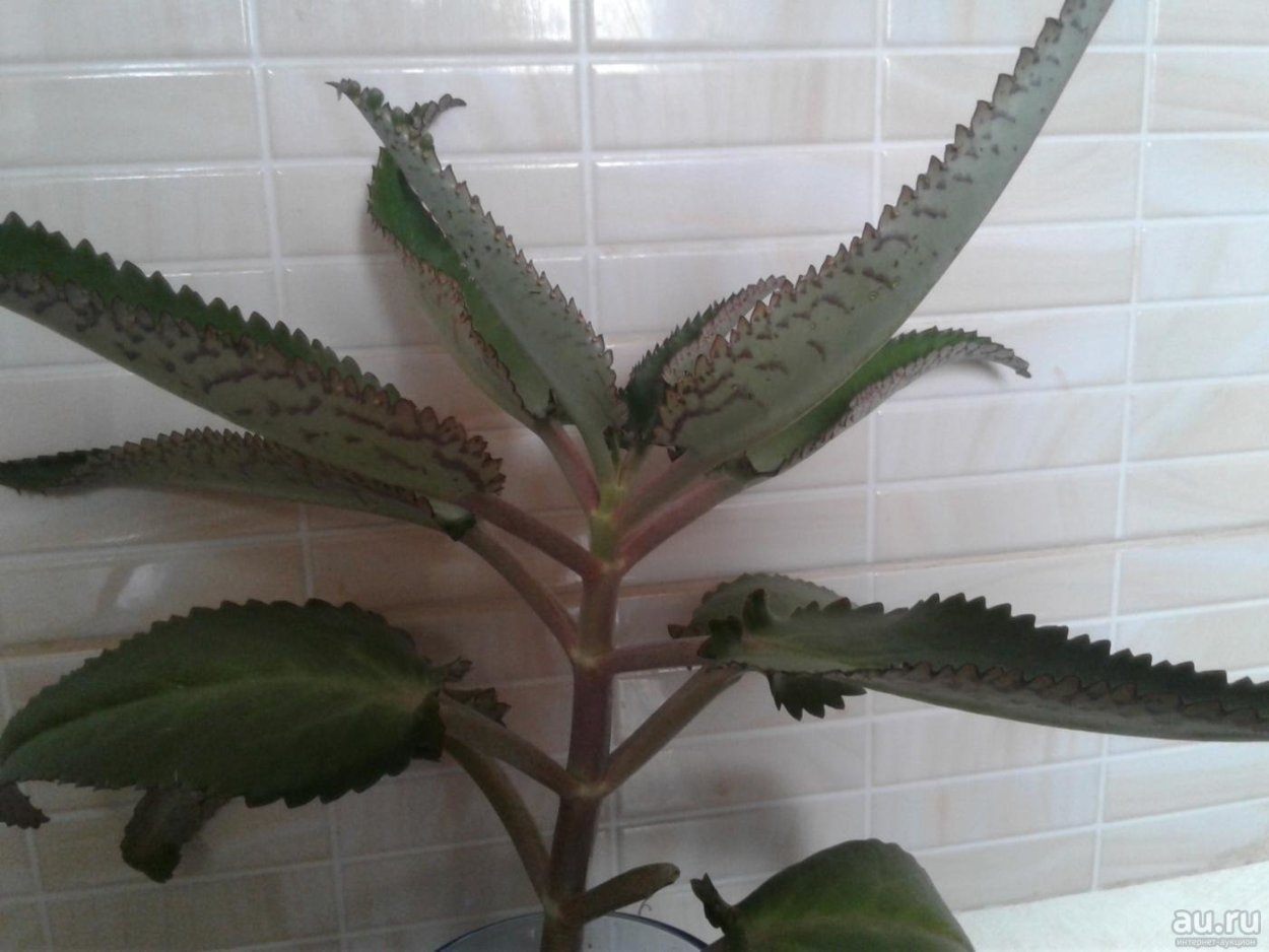 Каланхоэ суккулент