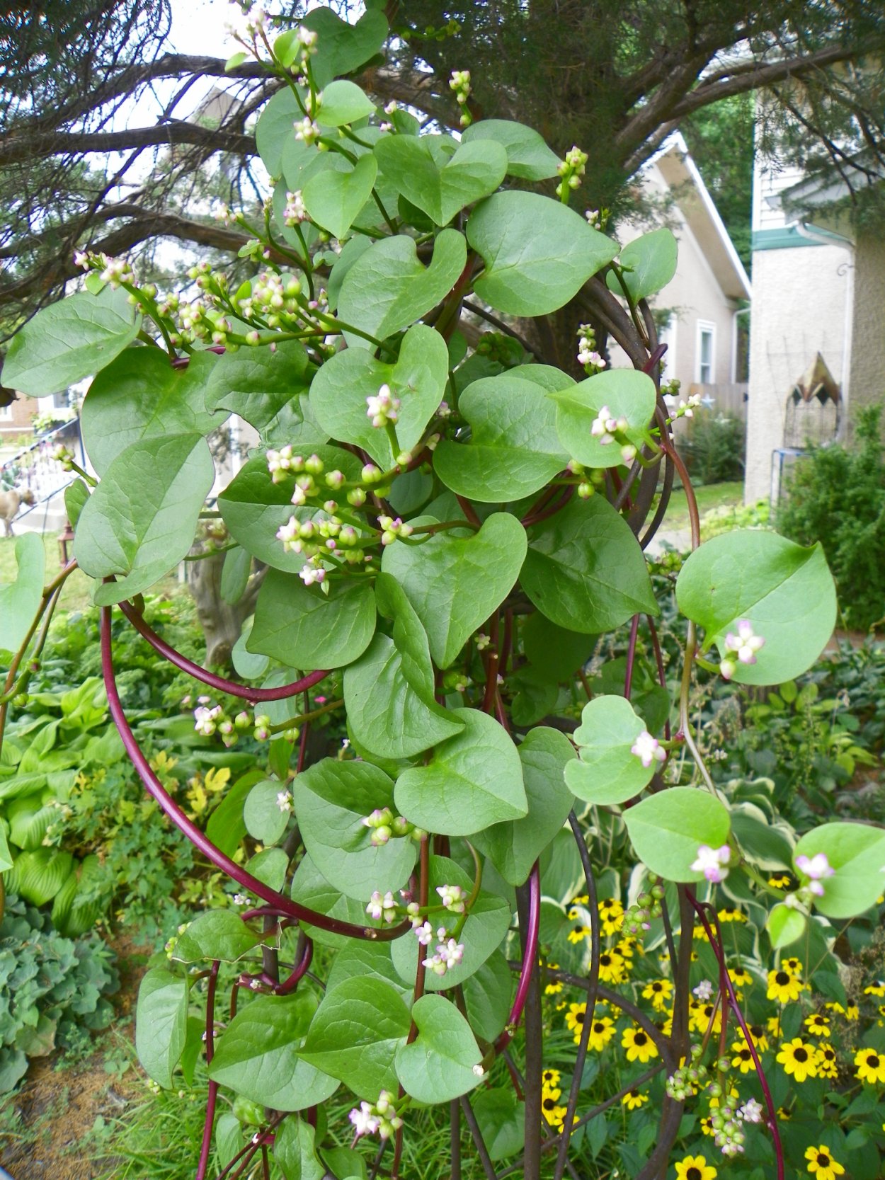 Базелла Альба