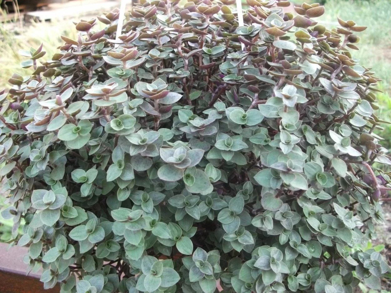 Каллизия мелколистная традесканция