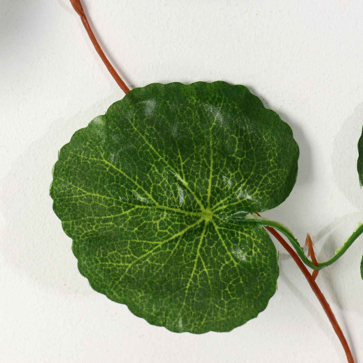 Бегония paleata