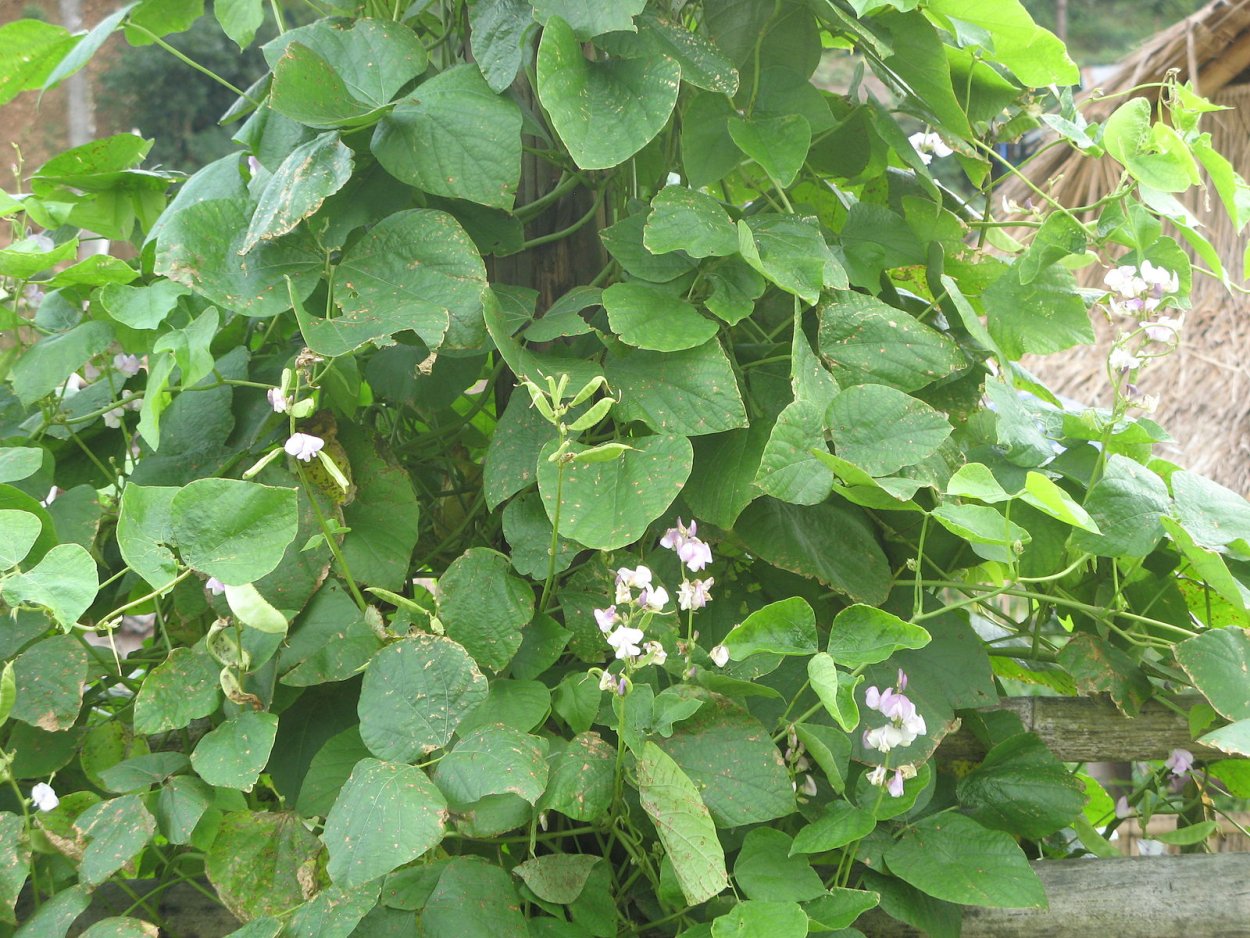 Съедобный огурец Вьюн