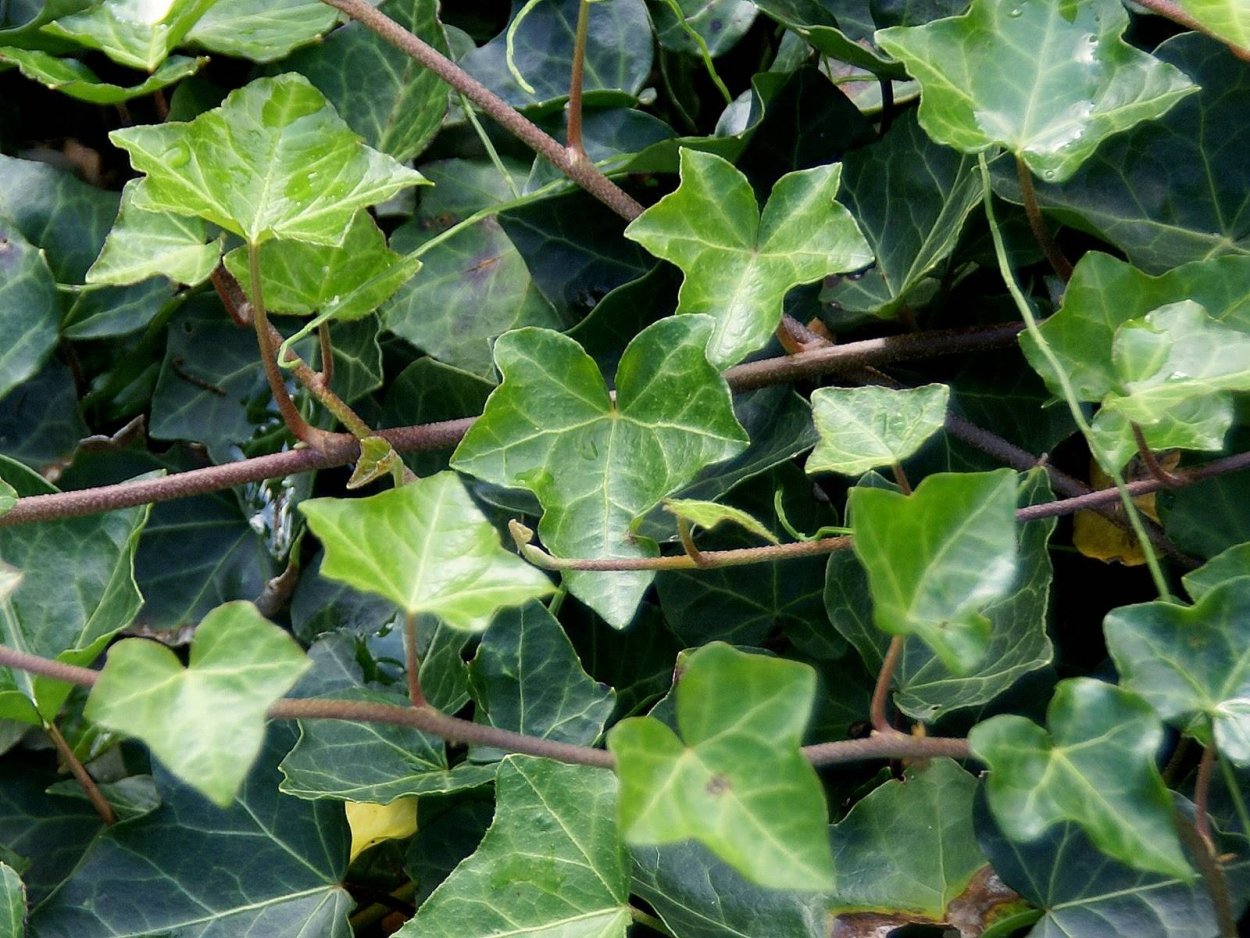 Плющ обыкновенный (Hedera)
