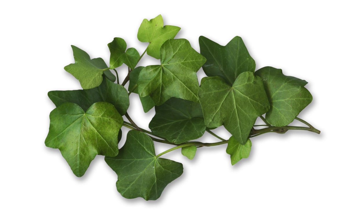 Вьюн мясистый плющ