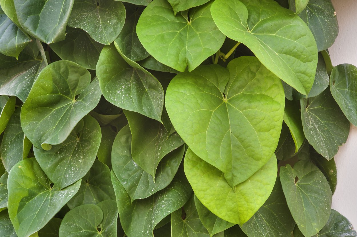 Кирказон Лиана