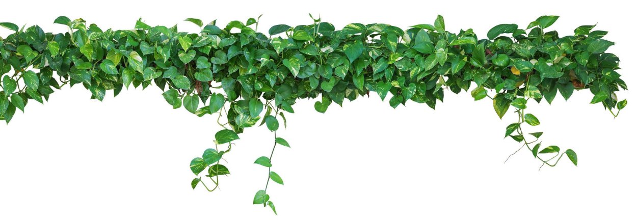 Лианы на белом фоне