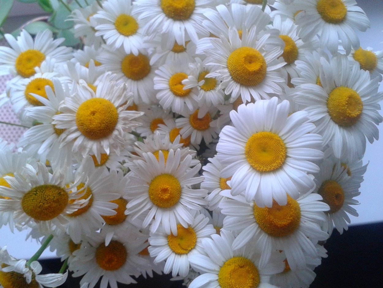 Ромашка одноголовая