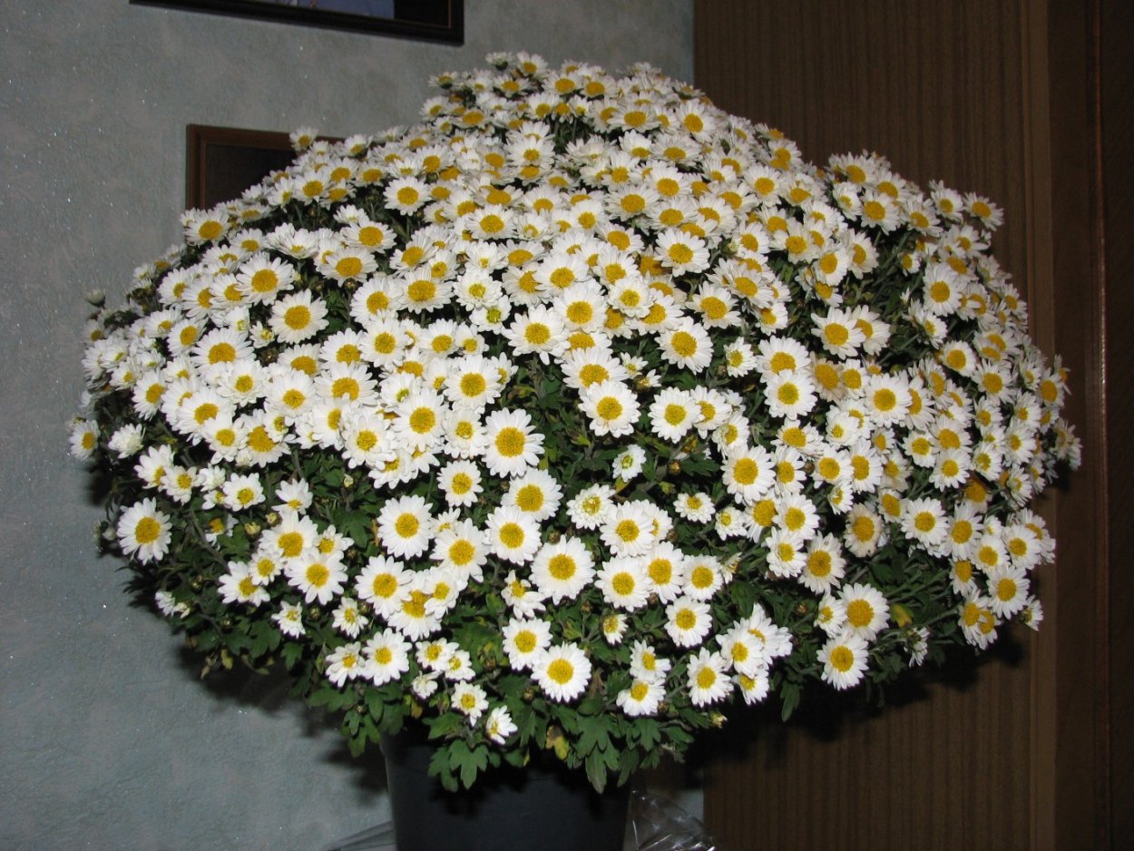 Букет ромашек