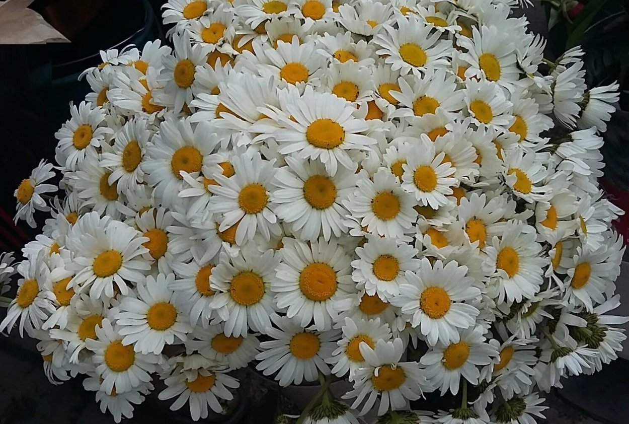 Ромашка хризантемовидная букет