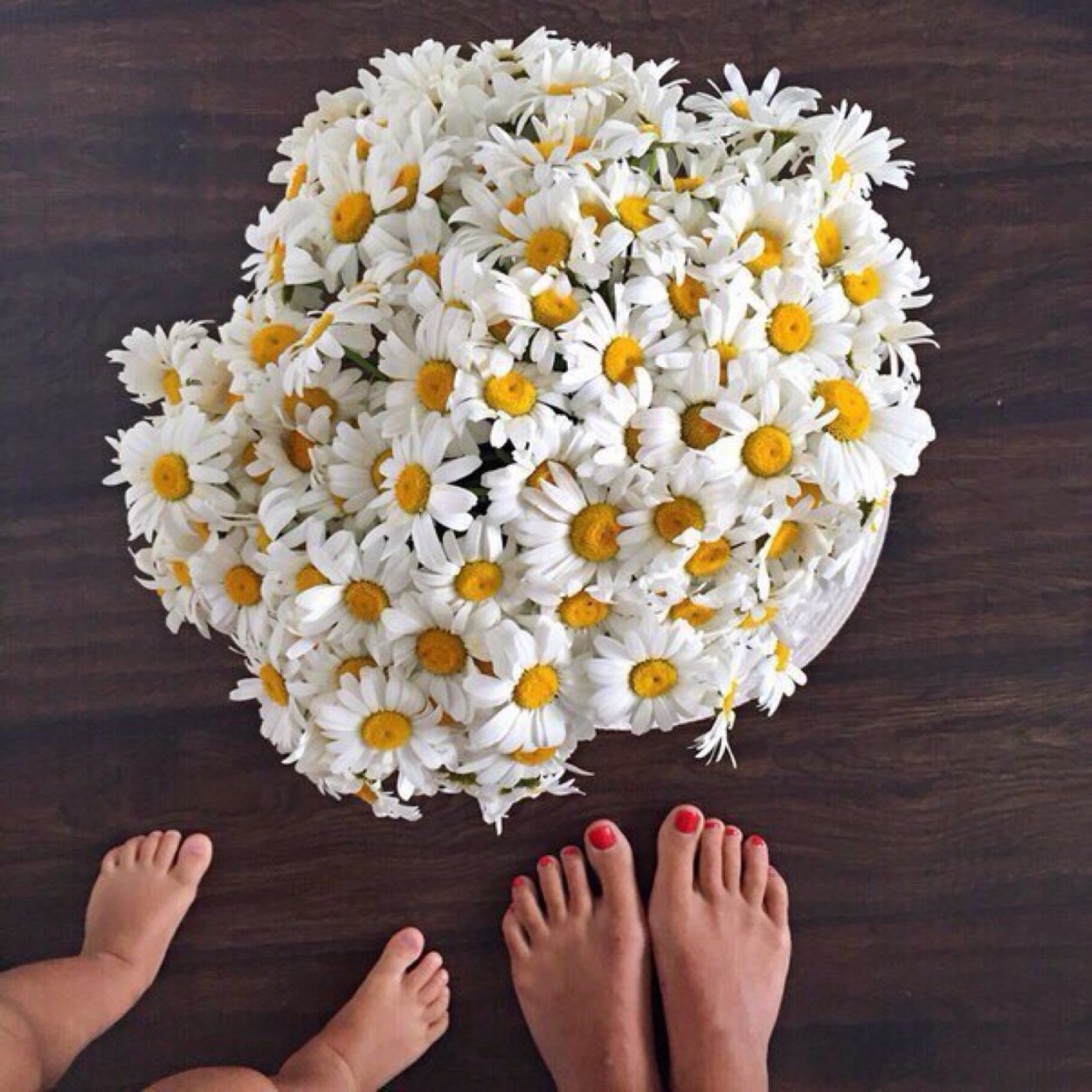 Самый красивый букет из ромашек
