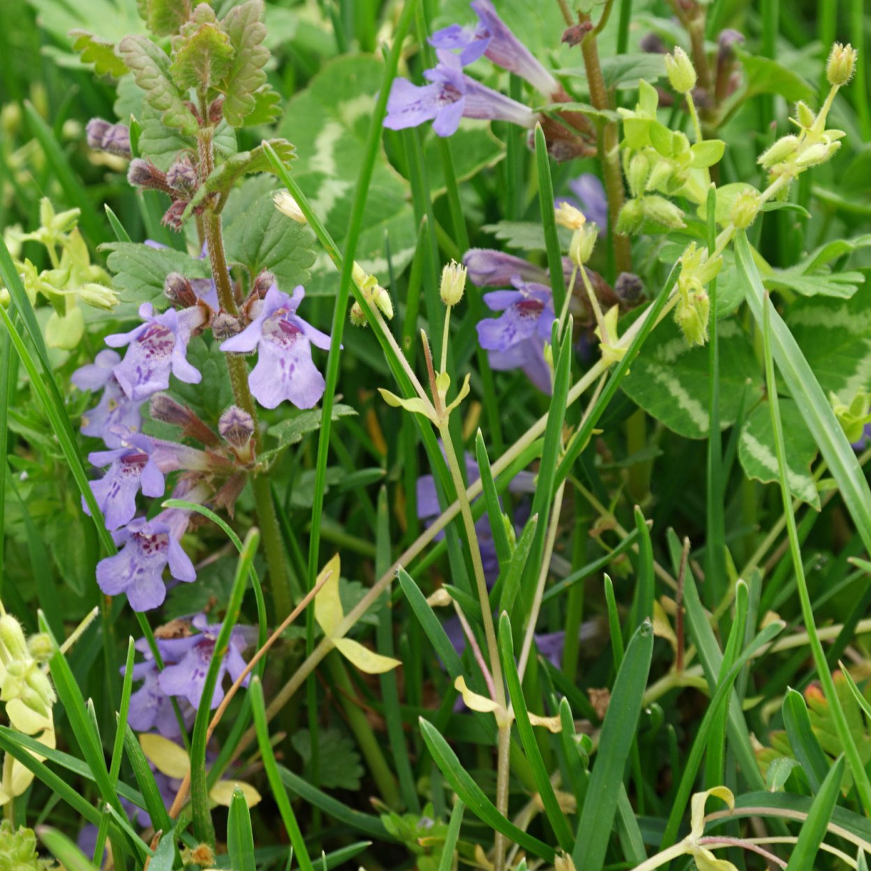 Будра волосистая