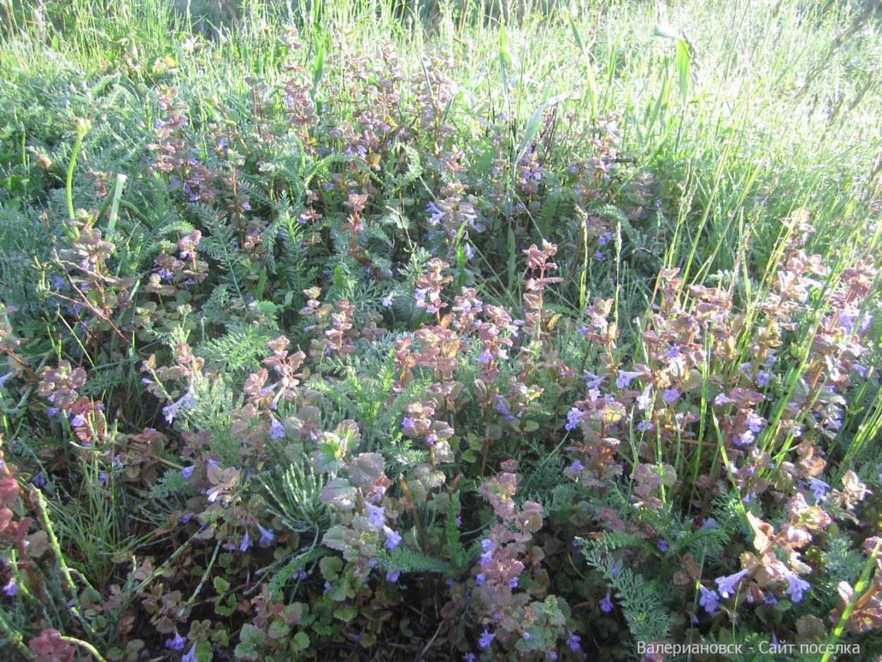 Растение ВЕДЬМИНА трава