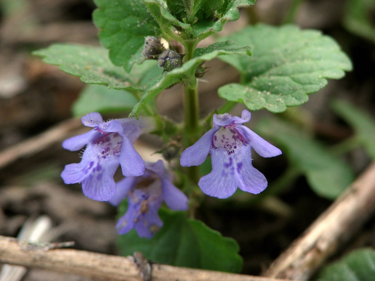 Будра плющевидная