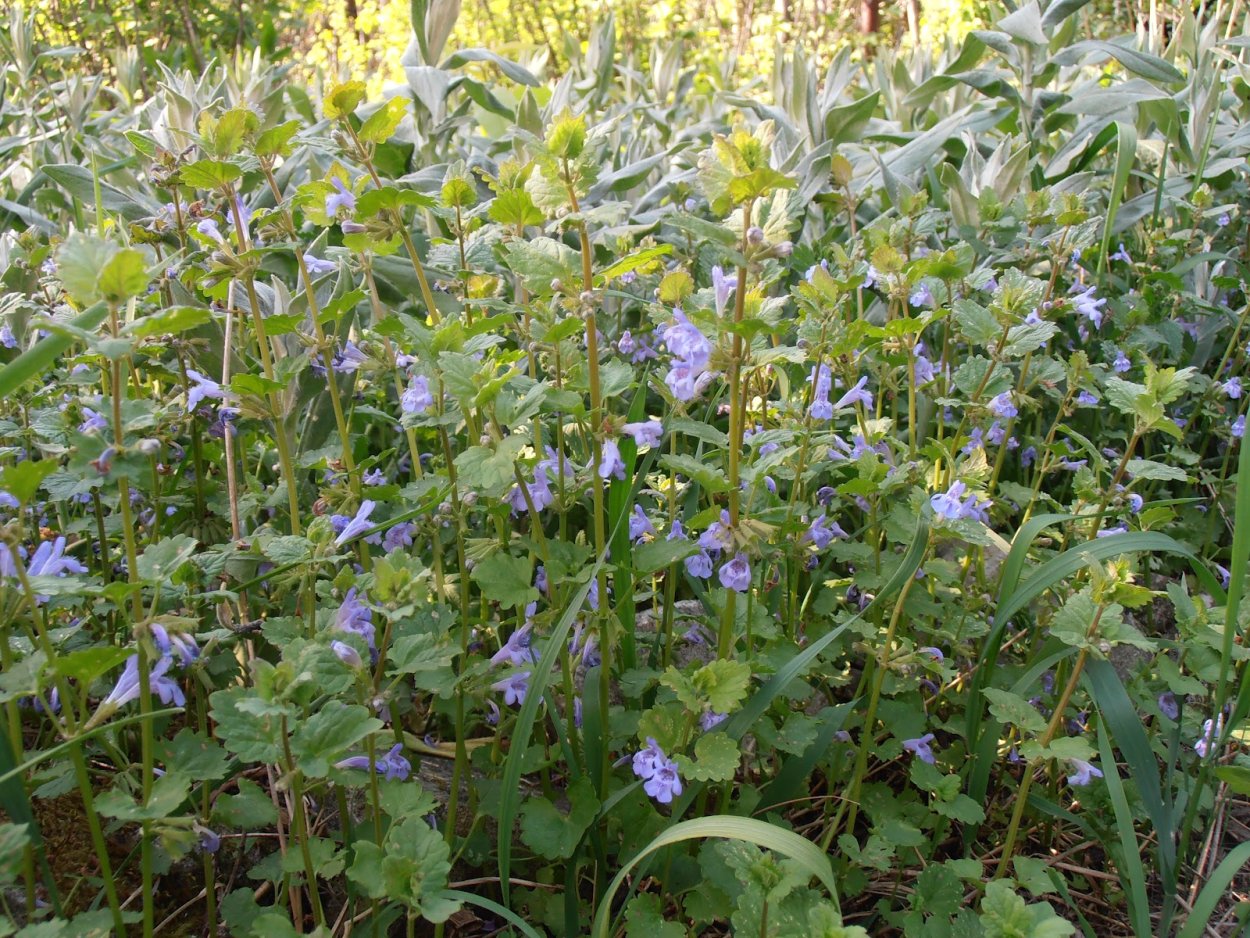 Будра семена Росток