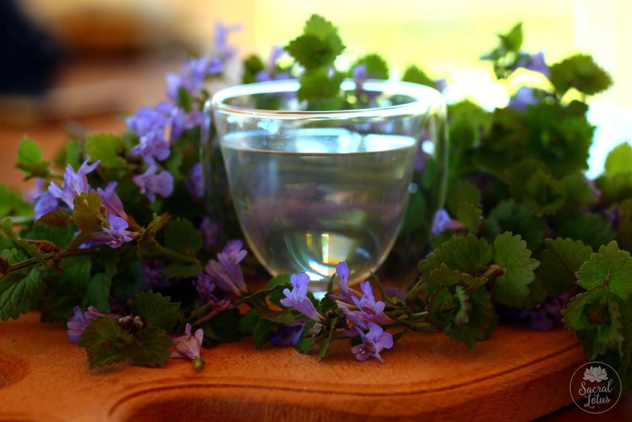 Будра плющевидная ВЕДЬМИНА трава